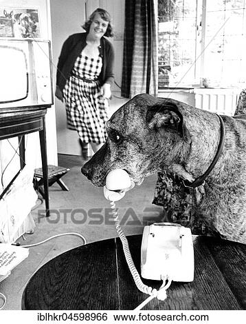 Stock Photograph - Dog holding telephone receiver, England, Great Britain. Fotosearch