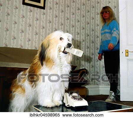 Dog holding telephone receiver, England, Great Britain View Large Photo Image Stock Photography - Dog holding telephone receiver, England, Great Britain. Fotosearch