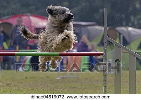 Dog jumping over bar at Agility tournament, Germany, Europe View Large Photo Image Stock Image - Dog jumping over bar at Agility tournament, Germany, Europe. Fotosearch