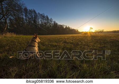 Stock Photograph - Dog looks into the sunrise, Mönchbruch Nature Reserve, Rüsselsheim am Main, Hesse, Germany, Europe. Fotosearch