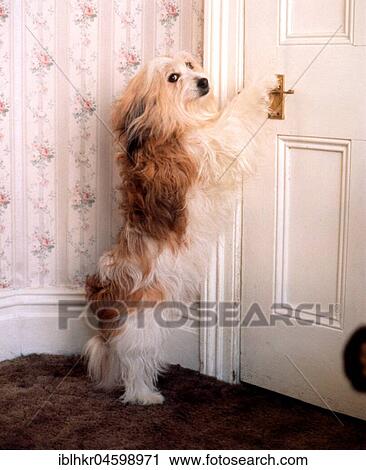 Dog opens door, England, Great Britain View Large Photo Image Stock Image - Dog opens door, England, Great Britain. Fotosearch