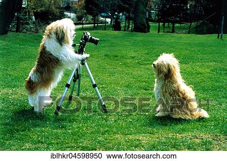Stock Image - Dog photographed dog, England, Great Britain. Fotosearch