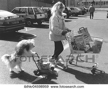 Stock Photo - Dog pushes shopping cart, England, Great Britain. Fotosearch