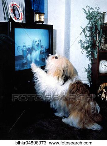 Dog watching TV, England, Great Britain View Large Photo Image Stock Image - Dog watching TV, England, Great Britain. Fotosearch