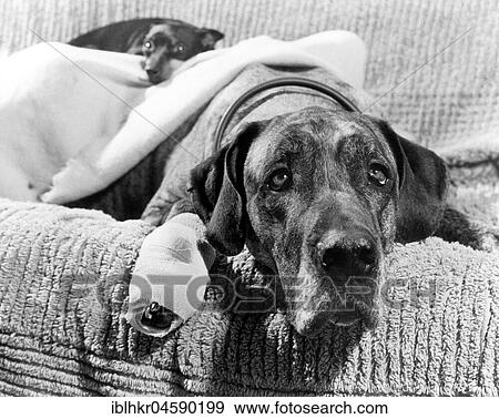 Stock Photo - Dog with association, England, Great Britain. Fotosearch