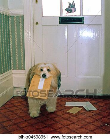Dog with letter in his mouth, England, Great Britain View Large Photo Image Stock Image - Dog with letter in his mouth, England, Great Britain. Fotosearch