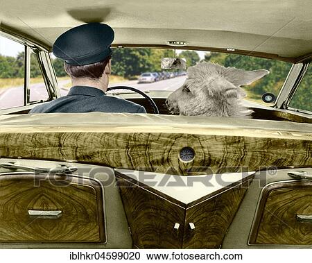Donkey in the passenger seat, England, Great Britain View Large Photo Image Stock Image - Donkey in the passenger seat, England, Great Britain. Fotosearch