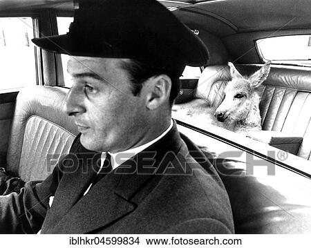 Picture - Donkey is sitting in the car, England, Great Britain. Fotosearch