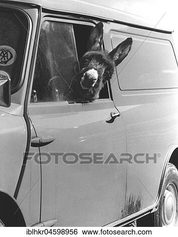 Stock Photograph - Donkey looks out of the car window, England, Great Britain. Fotosearch