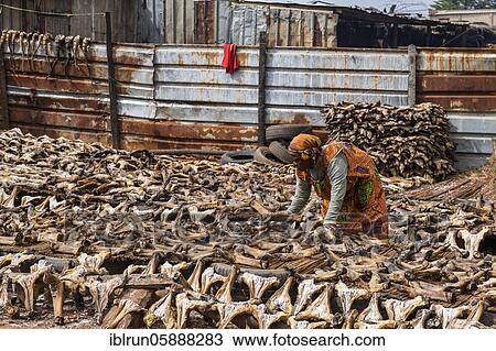 Dry meat, sliced goat skulls spread out in the sun to dry, market, Niamey, Niger, Africa View Large Photo Image Stock Image - Dry meat, sliced goat skulls spread out in the sun to dry, market, Niamey, Niger, Africa. Fotosearch