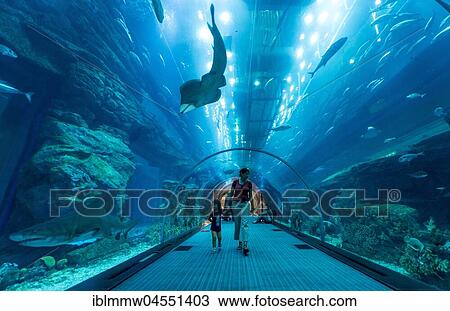 Dubai Aquarium and Underwater Zoo, in the Dubai Mall, Dubai, United Arab Emirates, Asia View Large Photo Image Stock Image - Dubai Aquarium and Underwater Zoo, in the Dubai Mall, Dubai, United Arab Emirates, Asia. Fotosearch