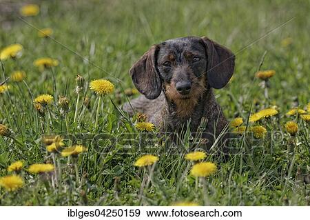 Dwarf-bellied dachshund, female, sitting in meadow between dandelions View Large Photo Image Stock Photo - Dwarf-bellied dachshund, female, sitting in meadow between dandelions. Fotosearch