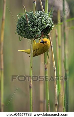 Eastern Golden Weaver (Ploceus subaureus), adult male at nest, Saint Lucia Estuary, Isimangaliso Wetland Park, Kwazulu Natal, South Africa, Africa View Large Photo Image Stock Image - Eastern Golden Weaver (Ploceus subaureus), adult male at nest, Saint Lucia Estuary, Isimangaliso Wetland Park, Kwazulu Natal, South Africa, Africa. Fotosearch