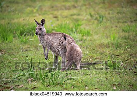 Stock Image - Eastern gray Giant kangaroo (Macropus giganteus), adult female with young animal in meadow, Merry Beach, Murramarang National Park, New South Wales, Australia, Oceania. Fotosearch