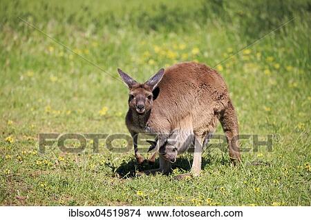 Eastern gray kangaroo (Macropus giganteus), female with young animal in bag in a meadow, Mount Lofty, South Australia, Australia, Oceania View Large Photo Image Picture - Eastern gray kangaroo (Macropus giganteus), female with young animal in bag in a meadow, Mount Lofty, South Australia, Australia, Oceania. Fotosearch