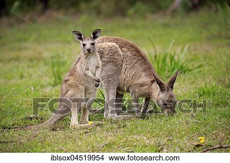 Eastern Gray Kangaroo (Macropus giganteus), adult female with young animal, feeding, Murramarang National Park, New South Wales, Australia, Oceania View Large Photo Image Picture - Eastern Gray Kangaroo (Macropus giganteus), adult female with young animal, feeding, Murramarang National Park, New South Wales, Australia, Oceania. Fotosearch