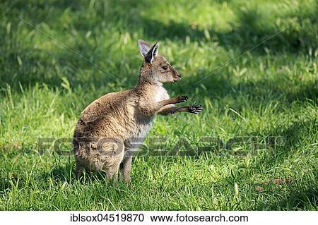 Eastern Gray Kangaroo (Macropus giganteus), young animal in a meadow, Mount Lofty, South Australia, Australia, Oceania View Large Photo Image Stock Image - Eastern Gray Kangaroo (Macropus giganteus), young animal in a meadow, Mount Lofty, South Australia, Australia, Oceania. Fotosearch