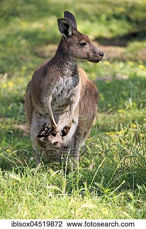 Eastern gray kangaroo (Macropus giganteus), female with young animal in bag in a meadow, Mount Lofty, South Australia, Australia, Oceania View Large Photo Image Stock Image - Eastern gray kangaroo (Macropus giganteus), female with young animal in bag in a meadow, Mount Lofty, South Australia, Australia, Oceania. Fotosearch