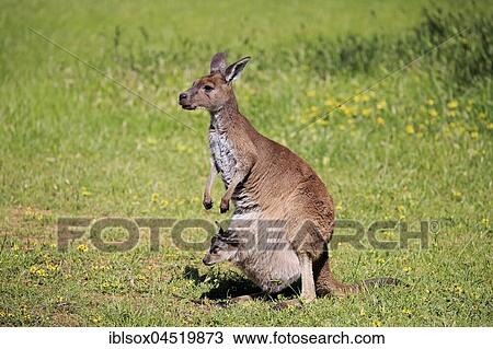 Eastern gray kangaroo (Macropus giganteus), female with young animal in bag in a meadow, Mount Lofty, South Australia, Australia, Oceania View Large Photo Image Stock Image - Eastern gray kangaroo (Macropus giganteus), female with young animal in bag in a meadow, Mount Lofty, South Australia, Australia, Oceania. Fotosearch