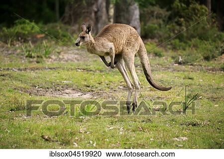 Eastern Gray Kangaroo (Macropus giganteus), young animal jumping, Murramarang National Park, New South Wales, Australia, Oceania View Large Photo Image Stock Image - Eastern Gray Kangaroo (Macropus giganteus), young animal jumping, Murramarang National Park, New South Wales, Australia, Oceania. Fotosearch