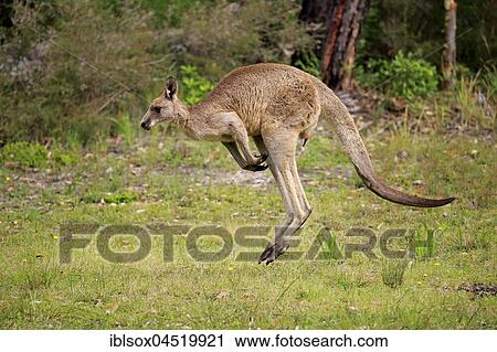 Eastern Gray Kangaroo (Macropus giganteus), young animal jumping, Murramarang National Park, New South Wales, Australia, Oceania View Large Photo Image Stock Image - Eastern Gray Kangaroo (Macropus giganteus), young animal jumping, Murramarang National Park, New South Wales, Australia, Oceania. Fotosearch