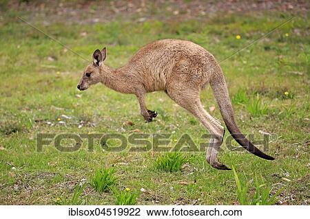 Stock Image - Eastern Gray Kangaroo (Macropus giganteus), young animal jumping, Murramarang National Park, New South Wales, Australia, Oceania. Fotosearch