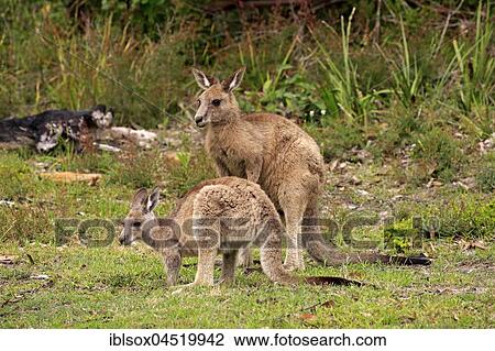 Eastern Gray Kangaroo (Macropus giganteus), adult female with young animal, Merry Beach, Murramarang National Park, New South Wales, Australia, Oceania View Large Photo Image Stock Image - Eastern Gray Kangaroo (Macropus giganteus), adult female with young animal, Merry Beach, Murramarang National Park, New South Wales, Australia, Oceania. Fotosearch