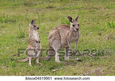 Stock Image - Eastern Gray Kangaroo (Macropus giganteus), adult female with young animal, Murramarang National Park, New South Wales, Australia, Oceania. Fotosearch