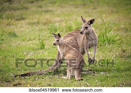 Eastern Gray Kangaroo (Macropus giganteus), adult female with young animal, Murramarang National Park, New South Wales, Australia, Oceania View Large Photo Image Stock Image - Eastern Gray Kangaroo (Macropus giganteus), adult female with young animal, Murramarang National Park, New South Wales, Australia, Oceania. Fotosearch