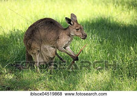 Eastern Gray Kangaroo (Macropus giganteus), adult female with eucalyptus bark, Mount Lofty, South Australia, Australia, Oceania View Large Photo Image Stock Photo - Eastern Gray Kangaroo (Macropus giganteus), adult female with eucalyptus bark, Mount Lofty, South Australia, Australia, Oceania. Fotosearch