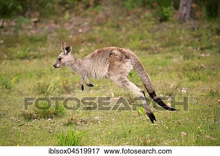 Eastern Gray Kangaroo (Macropus giganteus), young animal jumping, Murramarang National Park, New South Wales, Australia, Oceania View Large Photo Image Stock Photo - Eastern Gray Kangaroo (Macropus giganteus), young animal jumping, Murramarang National Park, New South Wales, Australia, Oceania. Fotosearch