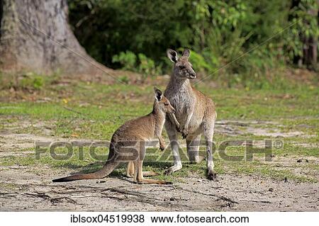 Eastern Gray Kangaroo (Macropus giganteus), adult female with young animal, Merry Beach, Murramarang National Park, New South Wales, Australia, Oceania View Large Photo Image Stock Photo - Eastern Gray Kangaroo (Macropus giganteus), adult female with young animal, Merry Beach, Murramarang National Park, New South Wales, Australia, Oceania. Fotosearch