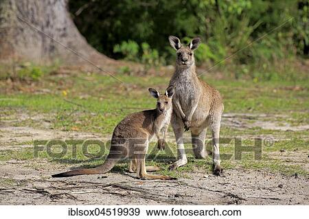 Eastern Gray Kangaroo (Macropus giganteus), adult female with young animal, Merry Beach, Murramarang National Park, New South Wales, Australia, Oceania View Large Photo Image Stock Photo - Eastern Gray Kangaroo (Macropus giganteus), adult female with young animal, Merry Beach, Murramarang National Park, New South Wales, Australia, Oceania. Fotosearch