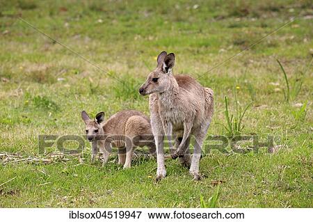 Eastern gray kangaroo (Macropus giganteus), adult female with young animal in meadow, Merry Beach, Murramarang National Park, New South Wales, Australia, Oceania View Large Photo Image Stock Photo - Eastern gray kangaroo (Macropus giganteus), adult female with young animal in meadow, Merry Beach, Murramarang National Park, New South Wales, Australia, Oceania. Fotosearch