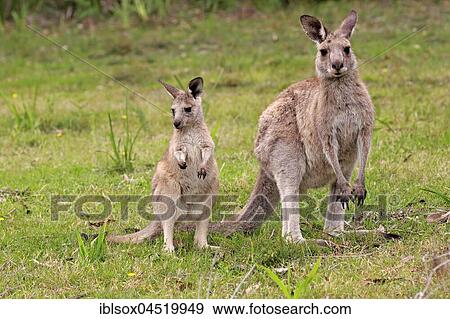 Eastern Gray Kangaroo (Macropus giganteus), adult female with young, Murramarang National Park, New South Wales, Australia, Oceania View Large Photo Image Stock Photo - Eastern Gray Kangaroo (Macropus giganteus), adult female with young, Murramarang National Park, New South Wales, Australia, Oceania. Fotosearch