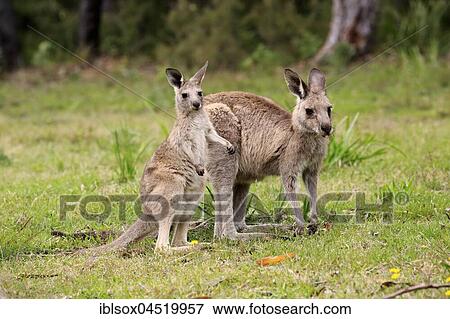 Eastern Gray Kangaroo (Macropus giganteus), adult female with young animal, Murramarang National Park, New South Wales, Australia, Oceania View Large Photo Image Stock Photo - Eastern Gray Kangaroo (Macropus giganteus), adult female with young animal, Murramarang National Park, New South Wales, Australia, Oceania. Fotosearch