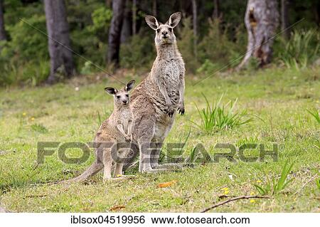 Eastern Gray Kangaroo (Macropus giganteus), adult female with young animal, Murramarang National Park, New South Wales, Australia, Oceania View Large Photo Image Stock Photograph - Eastern Gray Kangaroo (Macropus giganteus), adult female with young animal, Murramarang National Park, New South Wales, Australia, Oceania. Fotosearch