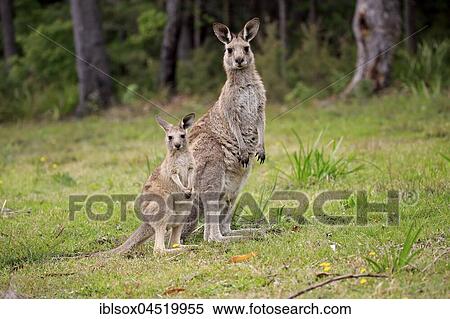 Eastern Gray Kangaroo (Macropus giganteus), adult female with young animal, Murramarang National Park, New South Wales, Australia, Oceania View Large Photo Image Stock Photography - Eastern Gray Kangaroo (Macropus giganteus), adult female with young animal, Murramarang National Park, New South Wales, Australia, Oceania. Fotosearch