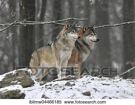 Eastern wolves (Canis lupus lycaon) in snow, captive, Baden-Württemberg, Germany, Europe View Large Photo Image Stock Photography - Eastern wolves (Canis lupus lycaon) in snow, captive, Baden-Württemberg, Germany, Europe. Fotosearch