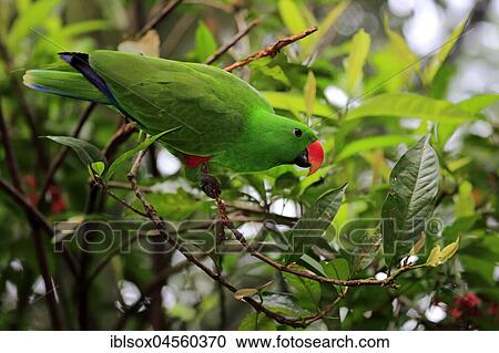 Eclectus Parrot (Eclectus roratus), adult, male, on the lookout, captive, native to Asia View Large Photo Image Stock Image - Eclectus Parrot (Eclectus roratus), adult, male, on the lookout, captive, native to Asia. Fotosearch