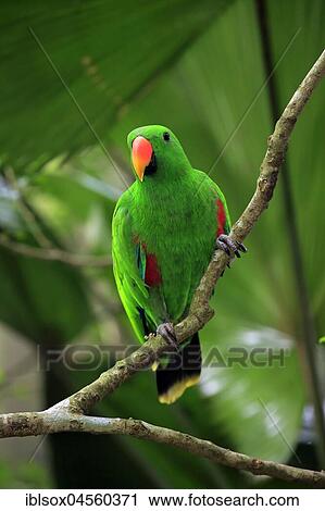 Eclectus Parrot (Eclectus roratus), adult, male, on the lookout, captive, native to Asia View Large Photo Image Stock Image - Eclectus Parrot (Eclectus roratus), adult, male, on the lookout, captive, native to Asia. Fotosearch