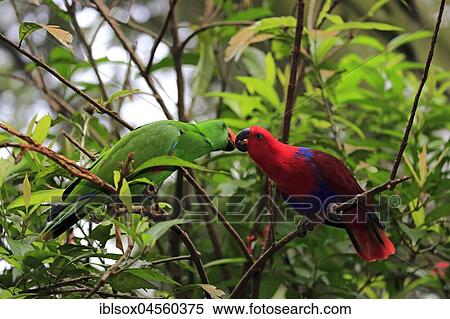 Stock Photography - Eclectus Parrot (Eclectus roratus), adult, female, male, social behavior, couple, on the lookout, captive, native to Asia. Fotosearch