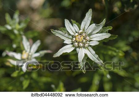 Edelweiss (Leontopodium monocephalum), Upper Marsyangdi valley, Manang District, Nepal, Asia View Large Photo Image Stock Image - Edelweiss (Leontopodium monocephalum), Upper Marsyangdi valley, Manang District, Nepal, Asia. Fotosearch