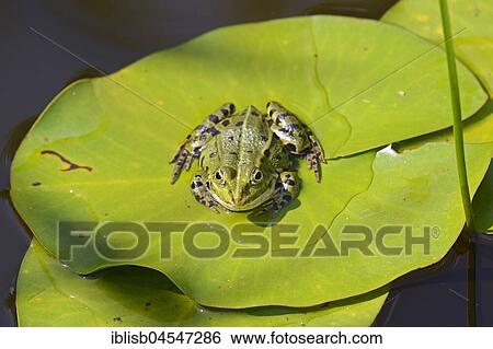 Stock Photograph - Edible Frog (Rana esculenta) sits on water lily bale, Germany, Europe. Fotosearch