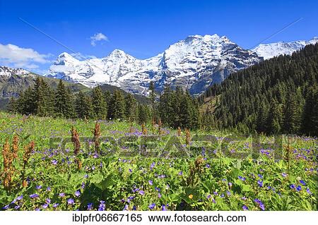 Stock Photography - Eiger, 3970 (m), Mönch, 4107 m, Jungfrau, 4158 m, Bernese Oberland, Switzerland, Europe. Fotosearch