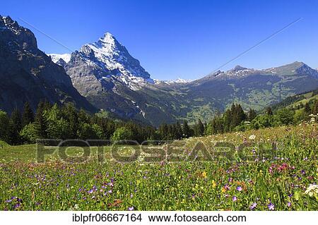 Eiger, Grindelwald, Switzerland, Europe View Large Photo Image Picture - Eiger, Grindelwald, Switzerland, Europe. Fotosearch