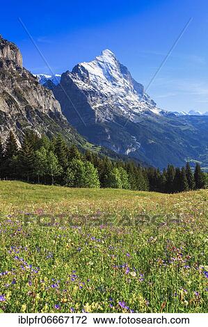 Eiger, Grindelwald, Switzerland, Europe View Large Photo Image Stock Image - Eiger, Grindelwald, Switzerland, Europe. Fotosearch