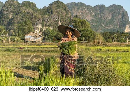 Elder woman in the field at the rice harvest, Hpa-an, Myanmar, Asia View Large Photo Image Stock Image - Elder woman in the field at the rice harvest, Hpa-an, Myanmar, Asia. Fotosearch