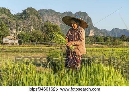 Stock Photography - Elder woman in the field at the rice harvest, Hpa-an, Myanmar, Asia. Fotosearch