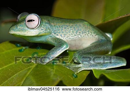 Elena's Madagascar rudder frog on one leaf, leaf frog (Boophis elenae), Andasibe National Park, Madagascar, Africa View Large Photo Image Stock Photograph - Elena's Madagascar rudder frog on one leaf, leaf frog (Boophis elenae), Andasibe National Park, Madagascar, Africa. Fotosearch